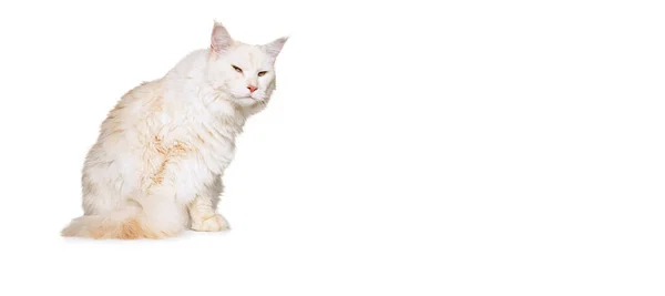 Πορτρέτο του αξιολάτρευτο καθαρόαιμο γάτα, μεγάλο χνουδωτό Maine Coon γάτα κάθεται στο πάτωμα απομονώνονται σε λευκό φόντο στούντιο. Έννοια ζωής των ζώων — Φωτογραφία Αρχείου