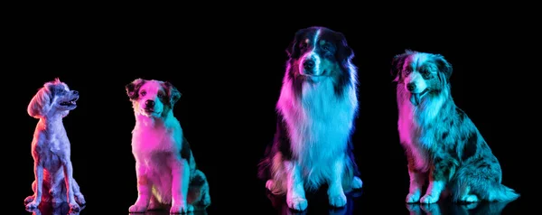 Full-length portait of beautiful purebred dogs sitting on floor together on dark studio background in neon light. — Stock Photo, Image