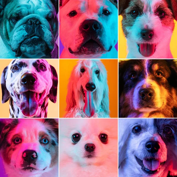 Conjunto de caras de perros de primer plano mirando a la cámara en fondo de estudio multicolor en luz de neón —  Fotos de Stock