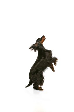 Safkan köpek ve İskoç Gordon Setter 'ın profil görüntüsü beyaz stüdyo arka planında izole edilmiş..