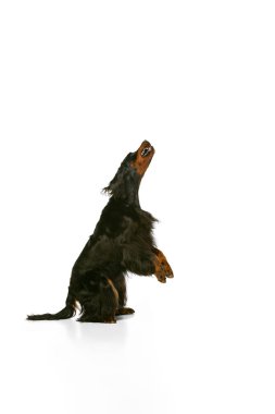 Safkan bir köpek, İskoç Gordon Setter beyaz stüdyo arka planında izole edilmiş poz veriyor. Hayvan kavramı