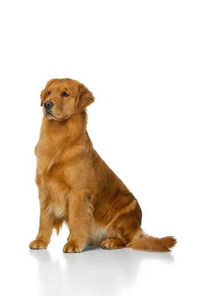 Πορτρέτο του καθαρόαιμου σκύλου, American Golden Retriever θέτει απομονωμένη πάνω από λευκό φόντο στούντιο. Έννοια της ομορφιάς, τα κατοικίδια ζώα αγάπη, τη ζωή των ζώων. — Φωτογραφία Αρχείου