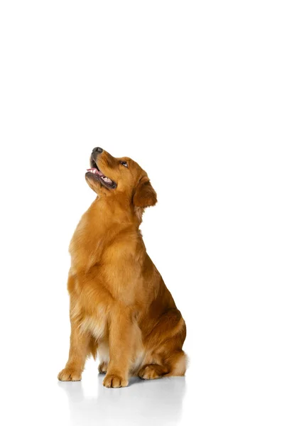 Retrato de hermoso perro de raza pura, Golden retriever sentado en el suelo aislado sobre fondo blanco del estudio. —  Fotos de Stock