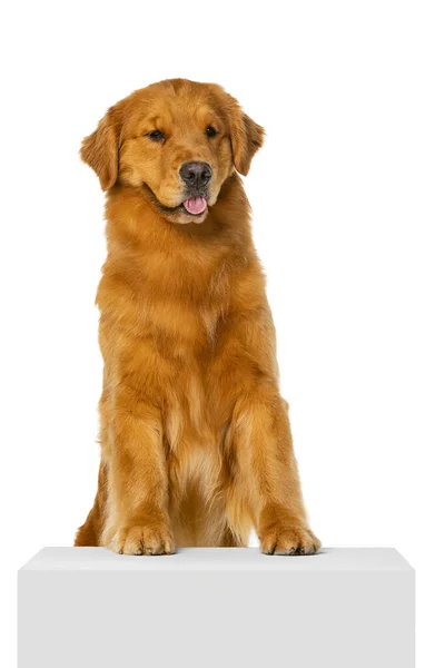 Portrait of beautiful purebred dog, Golden retriever sitting on floor isolated over white studio background. — Stockfoto