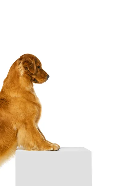 Retrato de cão de raça pura, Golden retriever posando isolado sobre fundo de estúdio branco. Conceito de beleza, animais de estimação amor, vida animal. — Fotografia de Stock