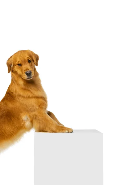 Fajtatiszta kutya portréja, Golden retriever pózol elszigetelve a fehér stúdió hátterében. Fogalom szépség, háziállatok szerelem, állati élet. — Stock Fotó