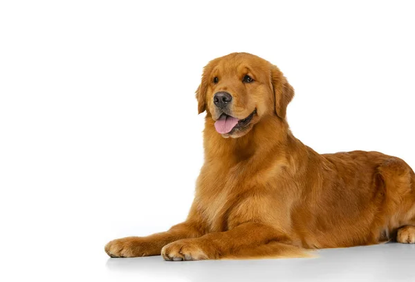 Όμορφο καθαρόαιμο μακρυμάλλη σκυλί, American Golden Retriever βρίσκεται στο πάτωμα απομονωμένο πάνω από λευκό φόντο στούντιο. — Φωτογραφία Αρχείου