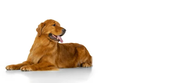 Όμορφο καθαρόαιμο μακρυμάλλη σκυλί, Golden Retriever βρίσκεται στο πάτωμα απομονωμένο πάνω από λευκό φόντο στούντιο. Φλάιερ — Φωτογραφία Αρχείου