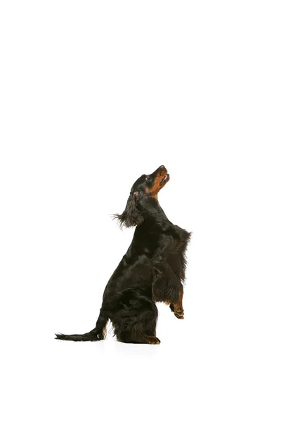 Vista de perfil del perro de raza pura, Scottish Gordon Setter posando aislado sobre fondo blanco del estudio. — Foto de Stock