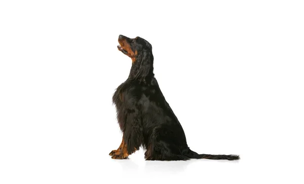 Vista lateral de un perro de raza pura, Scottish Gordon Setter posando aislado sobre fondo blanco del estudio. Concepto de animal — Foto de Stock