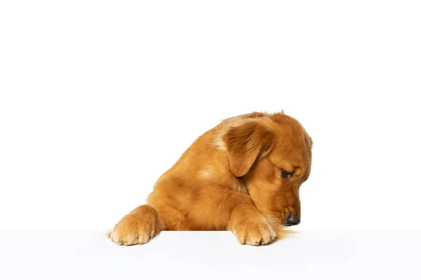 Half-length πορτρέτο του όμορφου καθαρόαιμου σκύλου, Golden Retriever θέτει απομονωμένη πάνω από λευκό φόντο στούντιο. — Φωτογραφία Αρχείου
