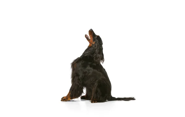 Προβολή προφίλ του καθαρόαιμου σκύλου, Scottish Gordon Setter θέτει απομονωμένη πάνω από λευκό φόντο στούντιο. — Φωτογραφία Αρχείου