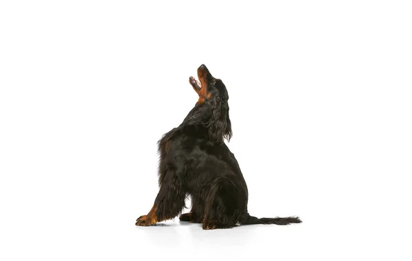 Шотландський Гордон Сеттер (англ. Gordon Setter) - вид чистокровного собаки, ізольований над білим фоном студії.. — стокове фото