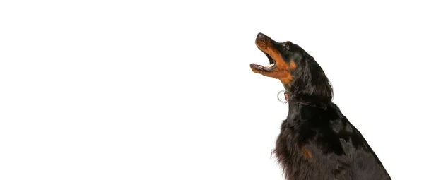 Flyer met prachtige Schotse Gordon Setter poseren geïsoleerd over witte studio achtergrond. Begrip dier — Stockfoto