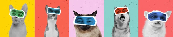 Contemporary art collage with bw portraits of dogs and cats with male eyes isolated over colored background. Animals with human emotions — Stok fotoğraf