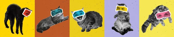 Contemporary art collage with bw portraits of cats with male eyes isolated over colored background. Animals with human emotions — Stockfoto