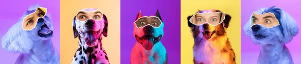 Contemporary art collage. Set of purebred dogs with male eyes element isolated over colored background in neon light. — стоковое фото