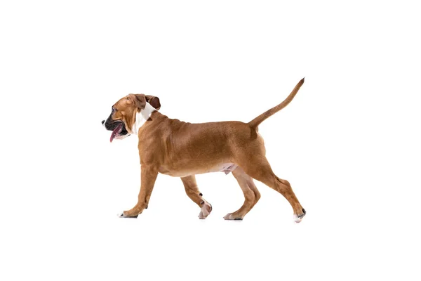 Studio shot of American Staffordshire Terrier running isolated over white background. Concept of beauty, breed, pets, animal life. — 图库照片