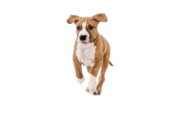 Cute puppy. Studio shot of American Staffordshire Terrier running isolated over white background. Concept of beauty, breed, pets, animal life. — 图库照片