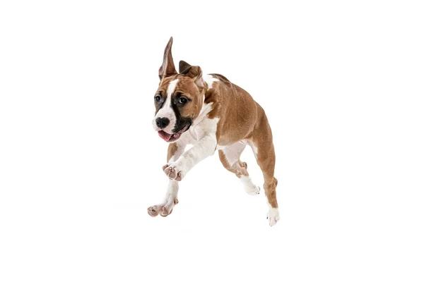 Cute puppy. Studio shot of American Staffordshire Terrier running isolated over white background. Concept of beauty, breed, pets, animal life. — ストック写真