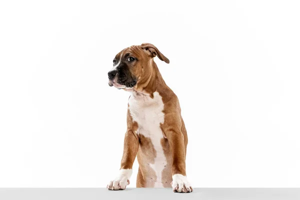 Beautiful dog, American Staffordshire Terrier posing isolated over white background. Concept of beauty, breed, pets, animal life. — Photo