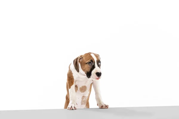 Beautiful dog, American Staffordshire Terrier posing isolated over white background. Concept of beauty, breed, pets, animal life. — Zdjęcie stockowe