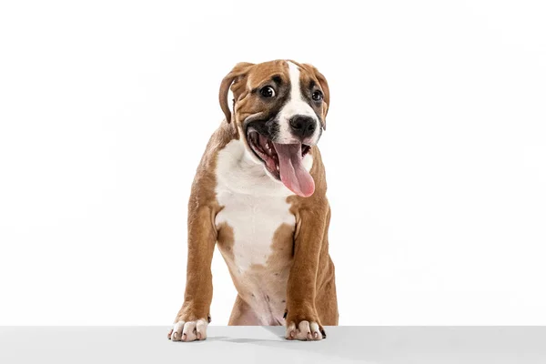 Portrait of cute dog, American Staffordshire Terrier posing isolated over white background. Concept of beauty, breed, pets, animal life. — Fotografia de Stock