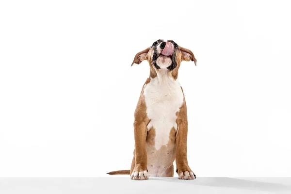 Purebred dog, American Staffordshire Terrier posing isolated over white background. Concept of beauty, breed, pets, animal life. — стоковое фото