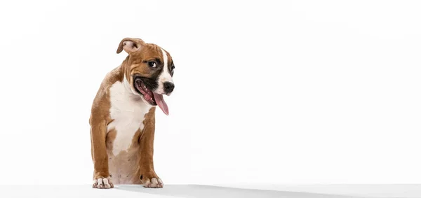 Purebred dog, American Staffordshire Terrier posing isolated over white background. Concept of beauty, breed, pets, animal life. — 图库照片