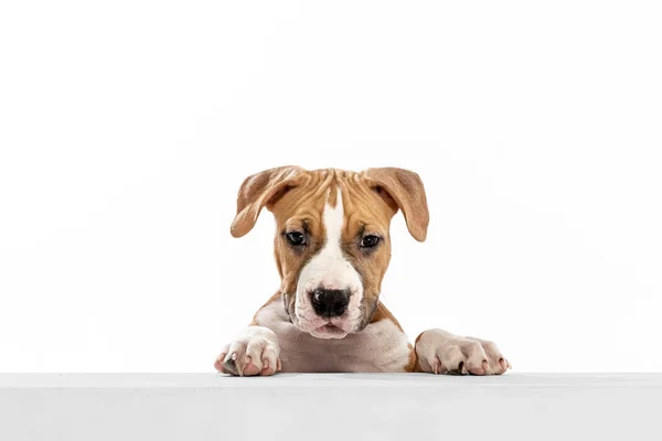 Primer plano hermoso perro, American Staffordshire Terrier mirando la cámara aislada sobre fondo blanco. Concepto de belleza, raza, mascotas, vida animal. —  Fotos de Stock