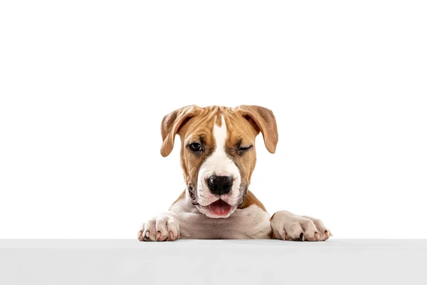 Close-up beautiful dog, American Staffordshire Terrier looking at camera isolated over white background. Concept of beauty, breed, pets, animal life. Stock Photo