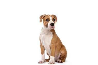 Adorable purebred dog, American Staffordshire Terrier sitting on floor isolated over white background. Concept of beauty, breed, pets, animal life.