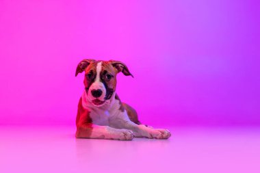American Staffordshire Terrier isolated over studio background in neon gradient pink light filter. Concept of beauty, breed, pets, animal life.