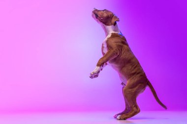 American Staffordshire Terrier isolated over studio background in neon gradient pink light filter. Concept of beauty, breed, pets, animal life.