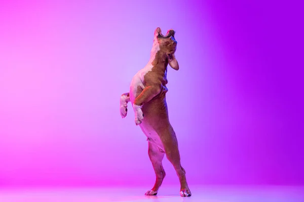 American Staffordshire Terrier aislado sobre fondo de estudio en filtro de luz rosa degradado de neón. Concepto de belleza, raza, mascotas, vida animal. — Foto de Stock