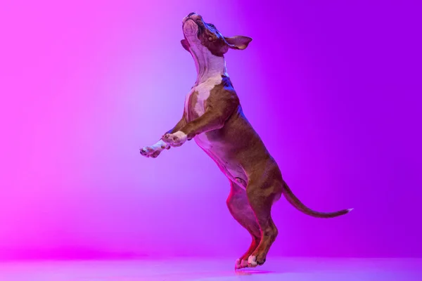 American Staffordshire Terrier aislado sobre fondo de estudio en filtro de luz rosa degradado de neón. Concepto de belleza, raza, mascotas, vida animal. — Foto de Stock