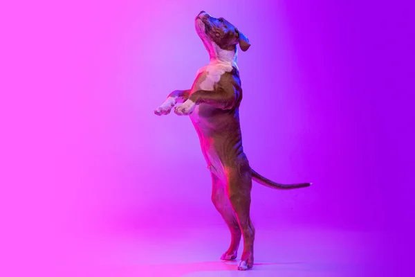 American Staffordshire Terrier isolated over studio background in neon gradient pink light filter. Concept of beauty, breed, pets, animal life. — Stock fotografie