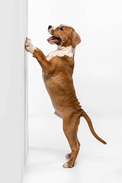 Young American Staffordshire Terrier standing near wall isolated over white studio background. Concept of beauty, breed, pets, animal life. — Stockfoto