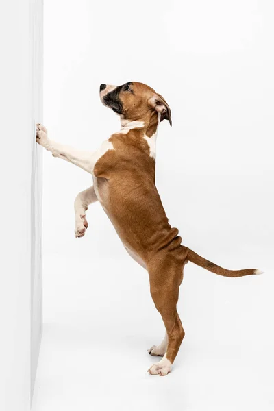 Young American Staffordshire Terrier standing near wall isolated over white studio background. Concept of beauty, breed, pets, animal life. — Fotografia de Stock