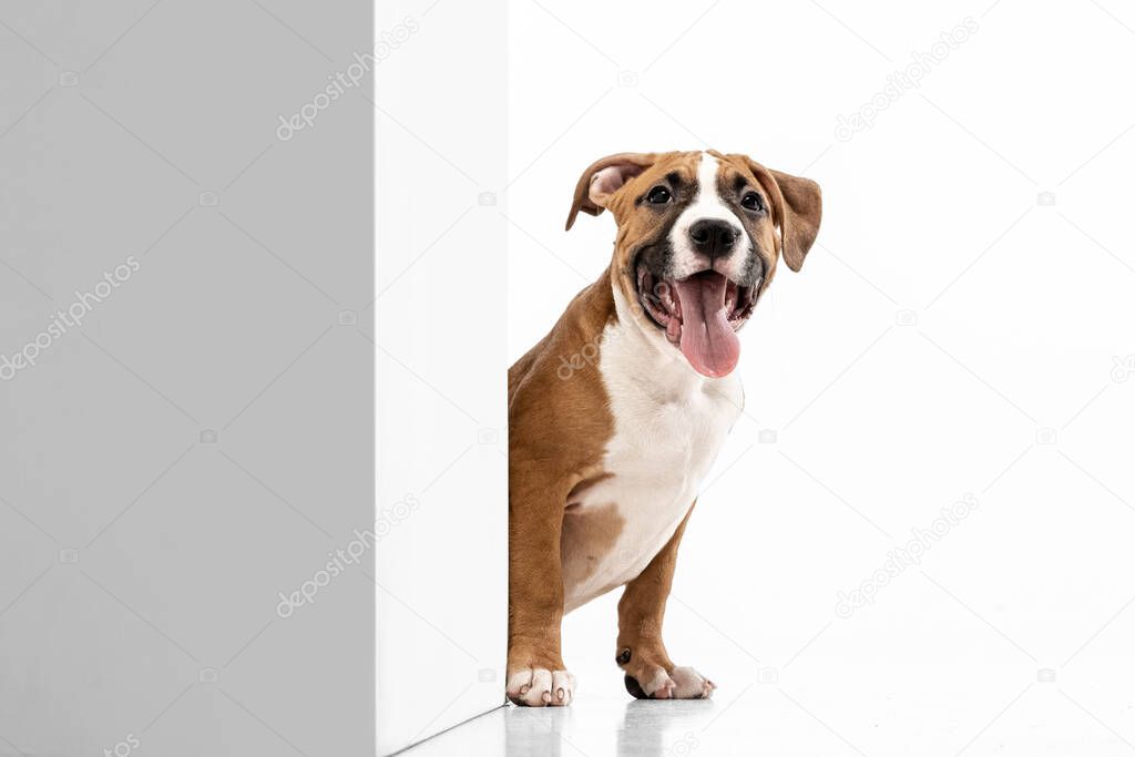 Adorable purebred dog, American Staffordshire Terrier sitting on floor isolated over white background. Concept of beauty, breed, pets, animal life.