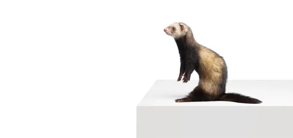 Studio shot of cute little white grey ferret isolated over white background. Concept of happy domestic and wild animals, care — Stock fotografie