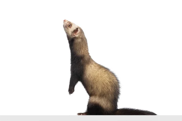 Studio shot of cute little white grey ferret isolated over white background. Concept of happy domestic and wild animals, care — стоковое фото