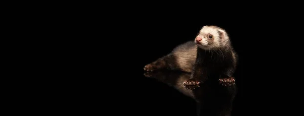 Portrait of fluffy ferret lying on floor isolated on dark background. Concept of happy domestic and wild animals, care — ストック写真
