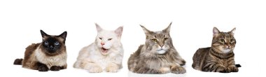 Beyaz stüdyo arka planında kedi portrelerinden oluşan farklı türler. Güzellik kavramı, reklam, veteriner, evcil hayvan aşkı, hayvan hayatı.