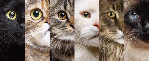 Fotoset van close-up katten helften van gezichten die naar de camera kijken. Kleine schattige kittens met groene, blauwe en bruine ogen. Begrip dierlijk leven, verzorging — Stockfoto