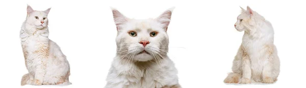 Set of portraits of beautiful cream color cat, big fluffy Maine Coon cat sitting on floor isolated on white studio background. — Stock Photo, Image