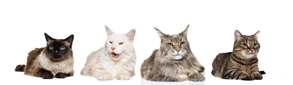 Conjunto feito de retratos de gatos raças diferentes em fundo estúdio branco. Conceito de beleza, anúncio, veterinário, animais de estimação amor, vida animal. — Fotografia de Stock