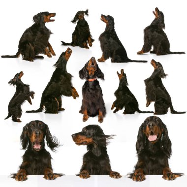 Güzel safkan köpek kolajı, İskoç Gordon Setter beyaz arka planda izole edilmiş. Güzellik, cins, evcil hayvanlar, hayvan hayatı kavramı.