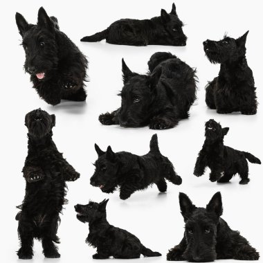 Güzel safkan köpek kolajı, beyaz arka planda izole edilmiş siyah İskoç teriyeri. Güzellik, cins, evcil hayvanlar, hayvan hayatı kavramı.