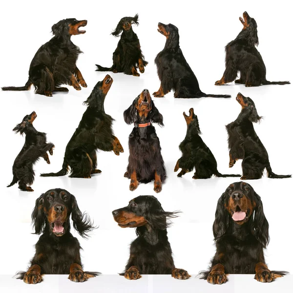 Güzel safkan köpek kolajı, İskoç Gordon Setter beyaz arka planda izole edilmiş. Güzellik, cins, evcil hayvanlar, hayvan hayatı kavramı.
